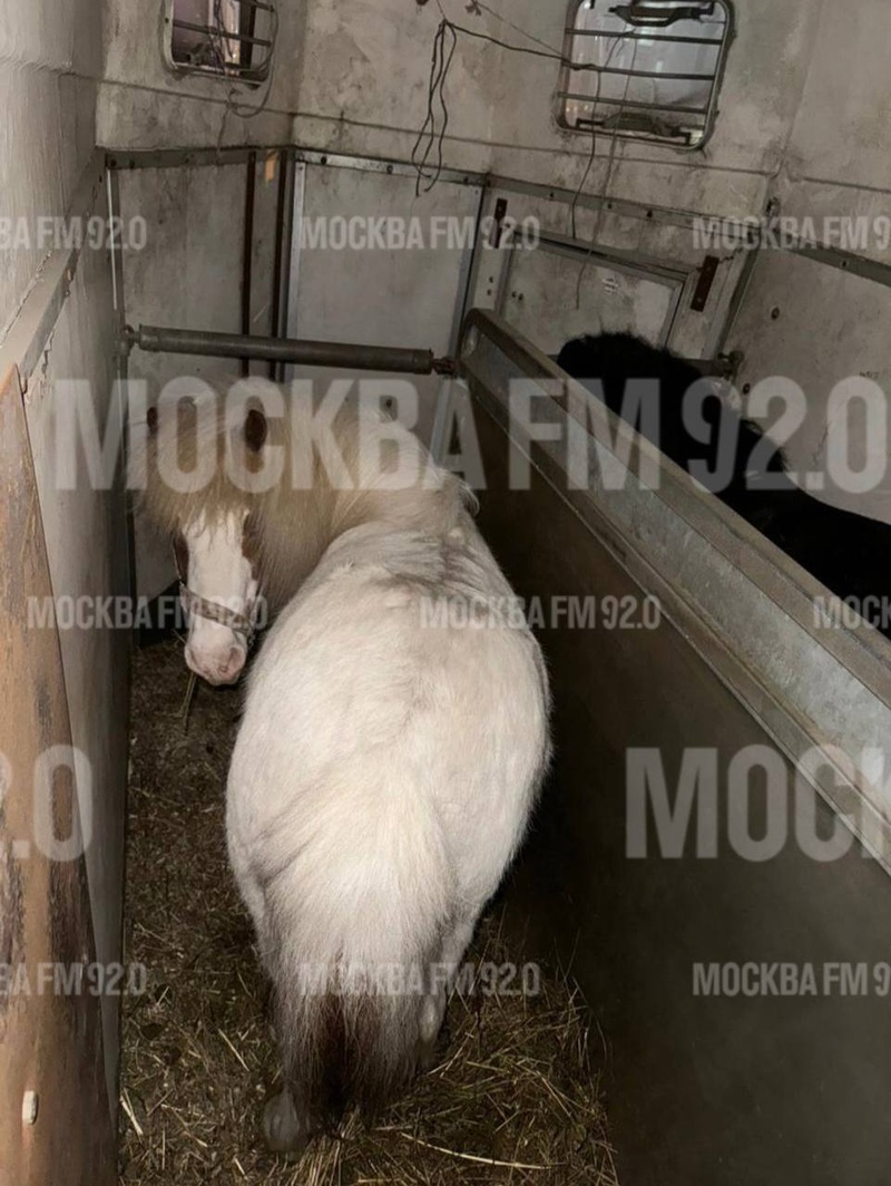 Возле дома в Немчиновке долгое время стоит прицеп, в котором живут два пони