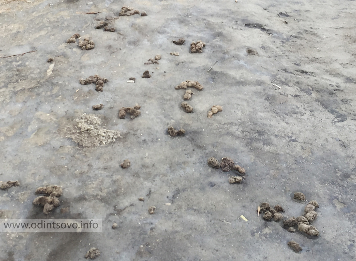 экскременты собаки