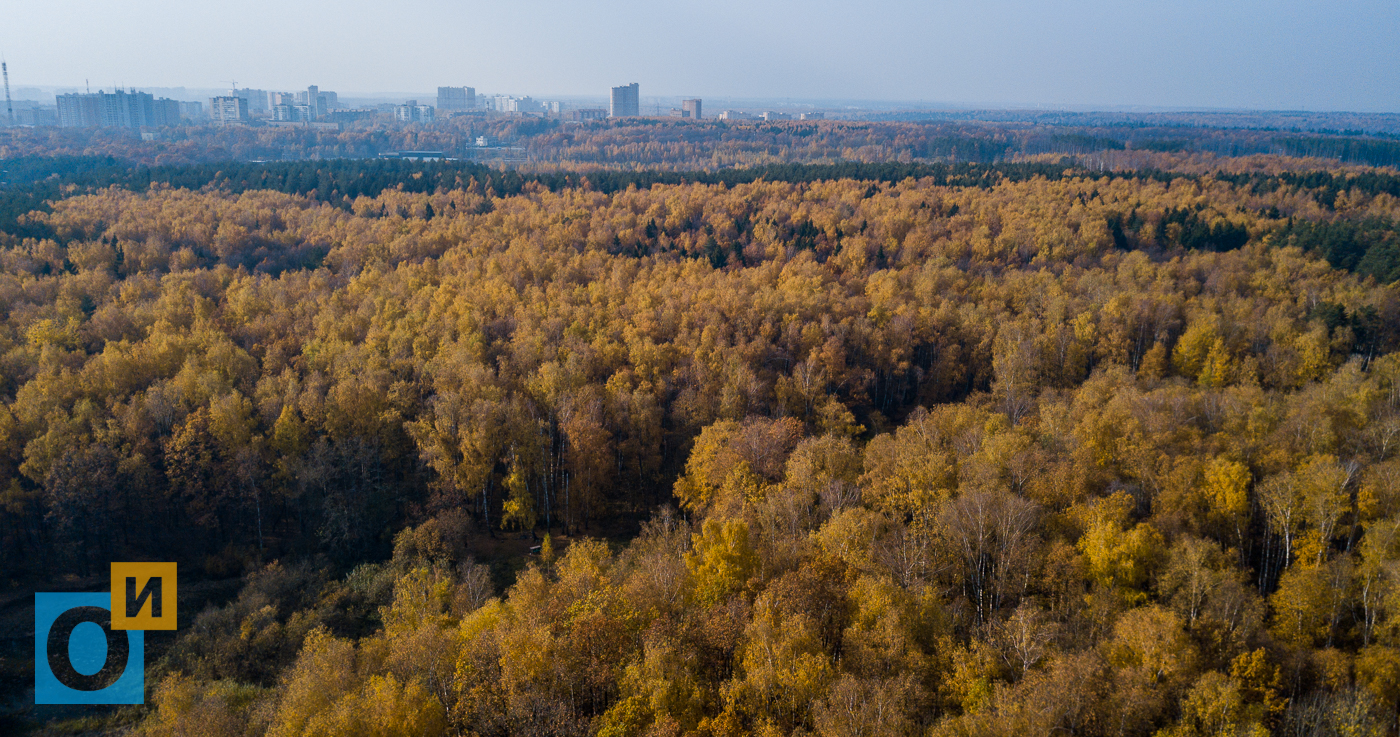 Лесное озеро Подушкинский лес