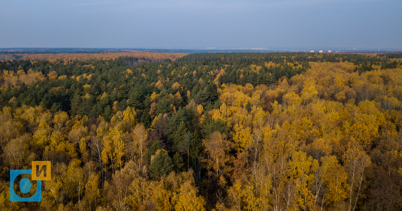 Лесное озеро Подушкинский лес