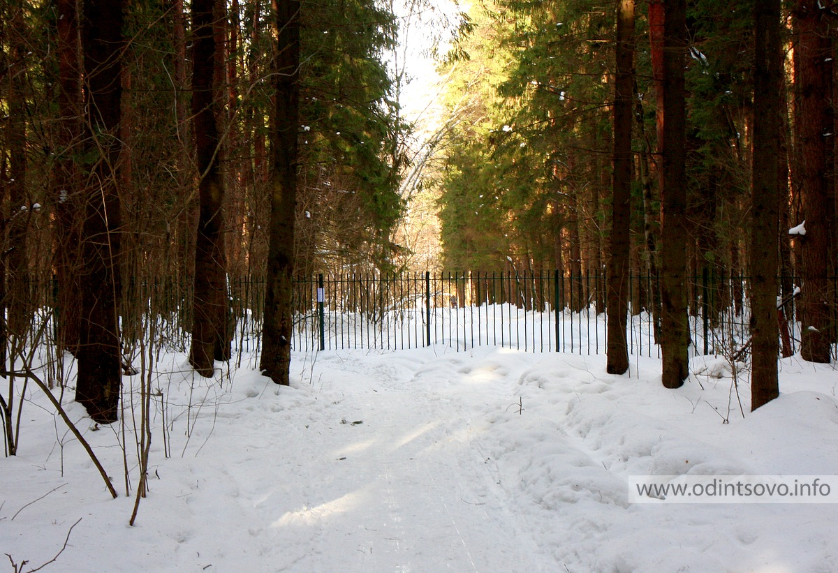 Подушкинский лес фото